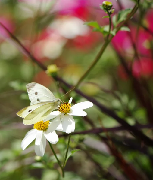White butterfly and flower — Stock Photo, Image