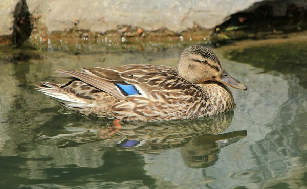 Female duck mallard on water — Stock Photo, Image