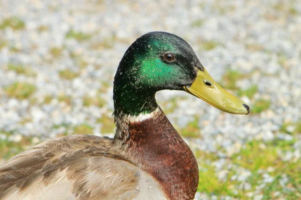 Mannelijke mallard duck — Stockfoto