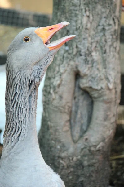 Goose beak open — Stock Photo, Image