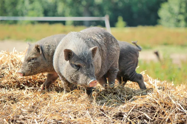 Grey pigs — Stock Photo, Image