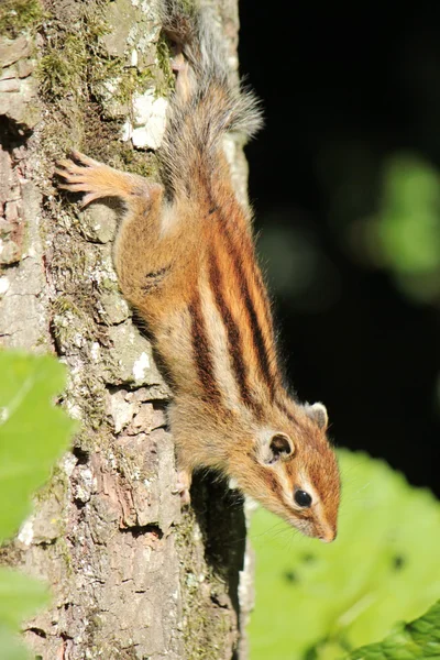 Chipmunk na stromě — Stock fotografie