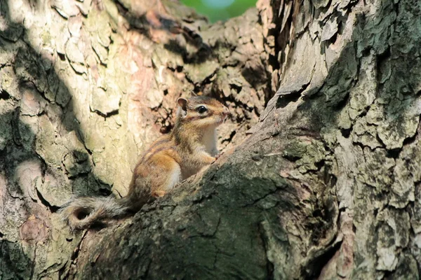 Esquilos em uma árvore — Fotografia de Stock