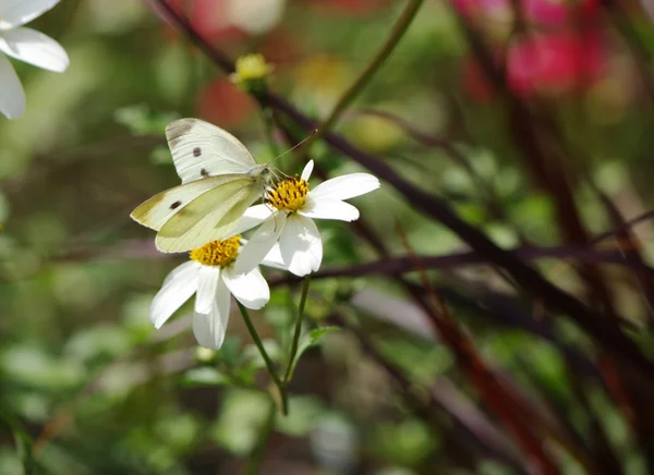 Papillon blanc et fleur — Photo