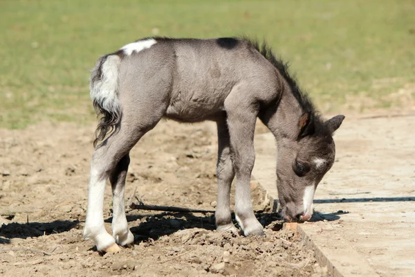 Grey baby pony — Stock Photo, Image