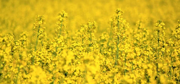 stock image Rapeseed field