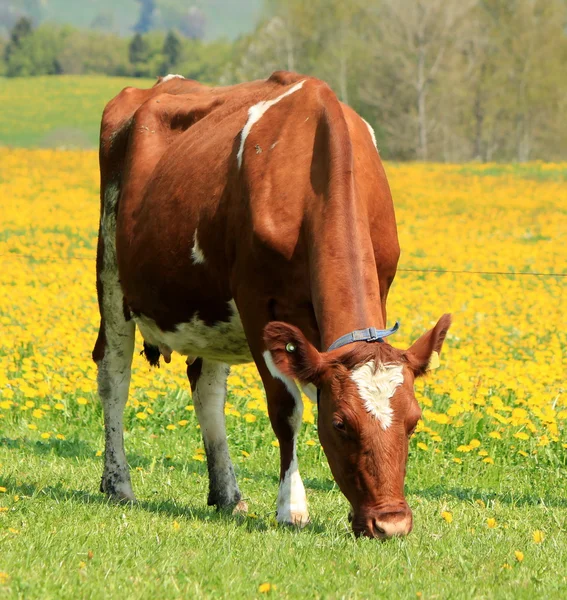 A cow eating in a field of dandelion — Stock Photo, Image