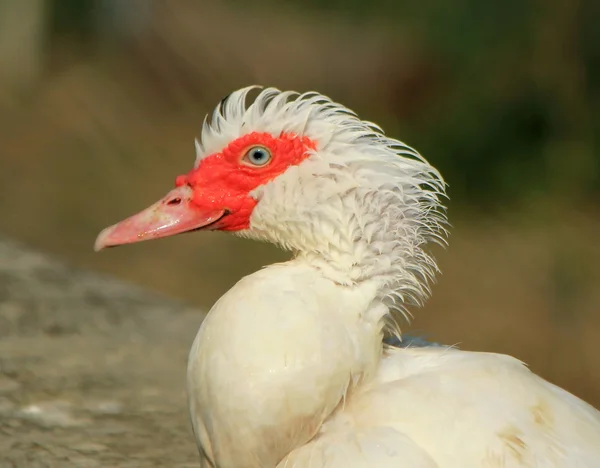 Muscovy duck portrait — Stock Photo, Image