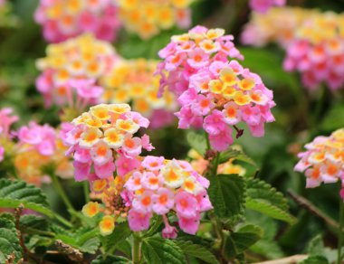 Pink lantana camara flowers clipart