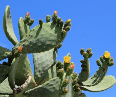 Cactus nopal flowers clipart