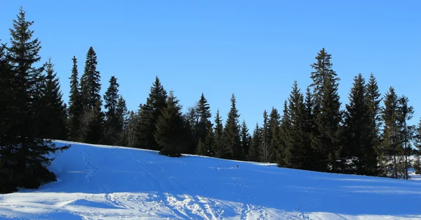 겨울에 의해 전나무 나무 — 스톡 사진