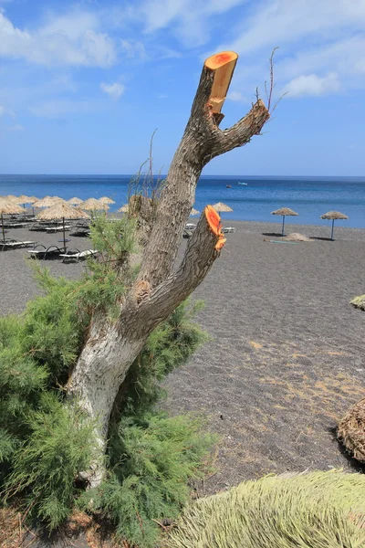 Tronco morto na praia preta de Kamari, Santorini, Grécia — Fotografia de Stock