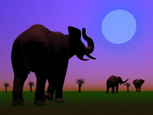 Gajah di padang rumput pada malam hari — Stok Foto
