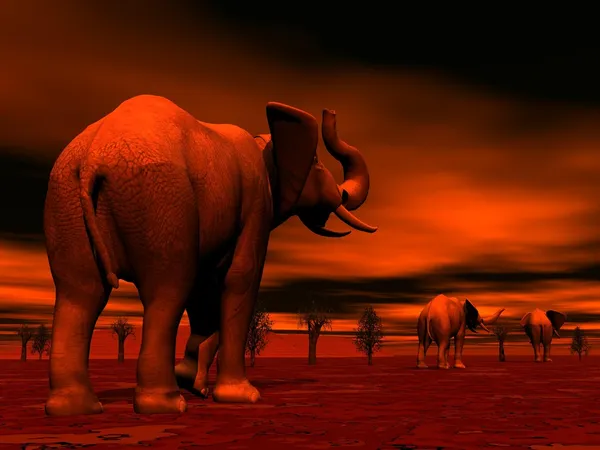 Sloni v savannah v západu slunce — Stock fotografie