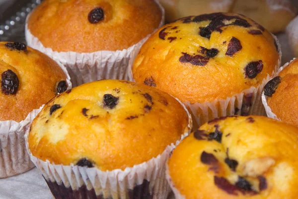 stock image Decicious muffins with raisins