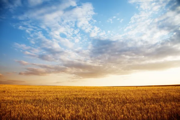 Paisaje de verano - campo de trigo — Foto de Stock
