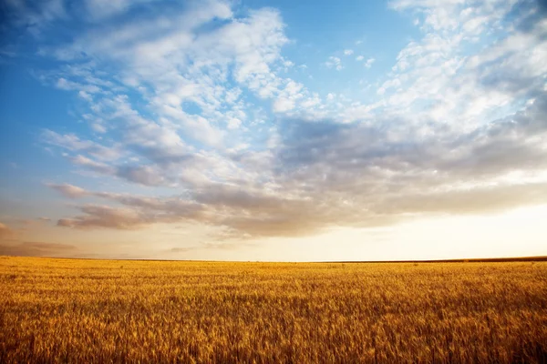 Літній пейзаж - пшеничне поле Ліцензійні Стокові Зображення