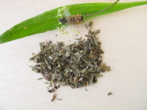 Ribwort groblad, plantaginis lanceolatae herba — Stockfoto