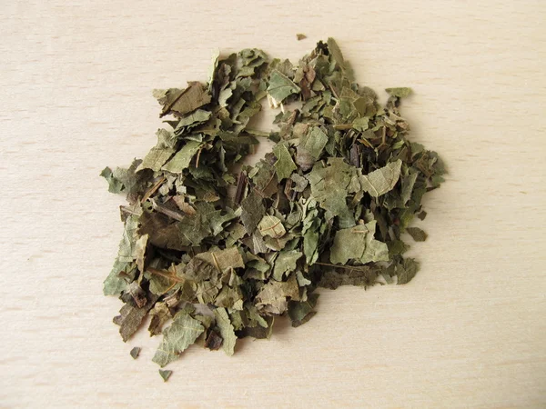 Ceviz yaprağı, folium juglandis — Stok fotoğraf