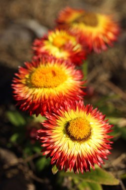 Helichrysum bracteatum