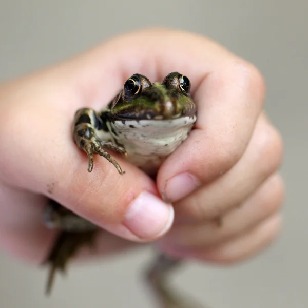 The frog — Stock Photo, Image