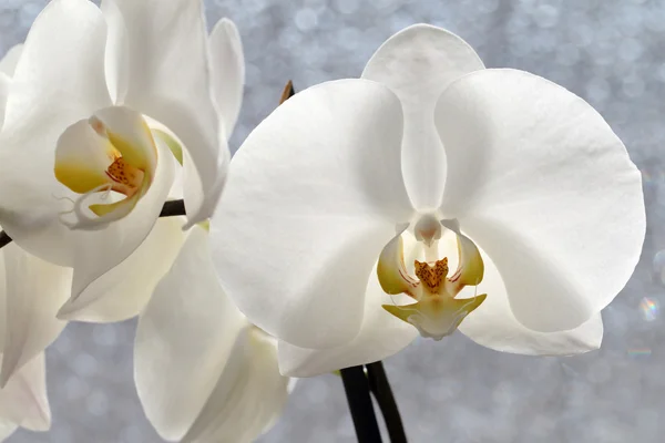 Phalaenopsis blossom — Stock Photo, Image