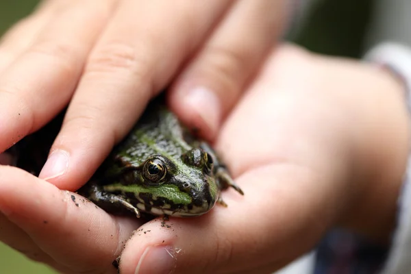 The frog — Stock Photo, Image