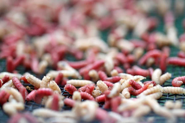 stock image Maggots