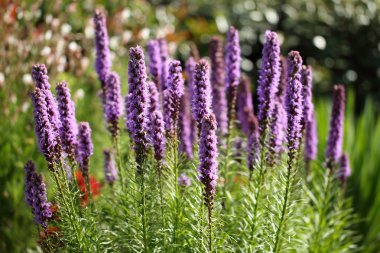 Liatris spicata clipart