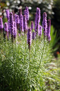 Liatris spicata