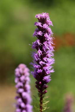 Liatris spicata