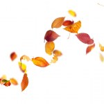 Falling Autumn Leaves — Stock Photo #10686458