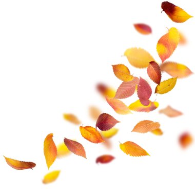 Falling Autumn Leaves clipart