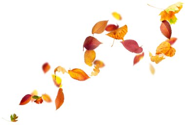 Falling and Spinning Autumn Leaves clipart