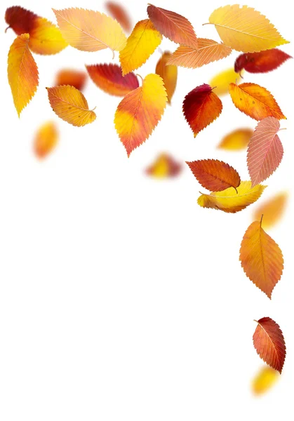 Padající listí rám — Stock fotografie