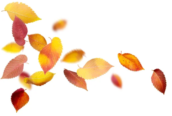 Foglie isolate d'autunno — Foto Stock