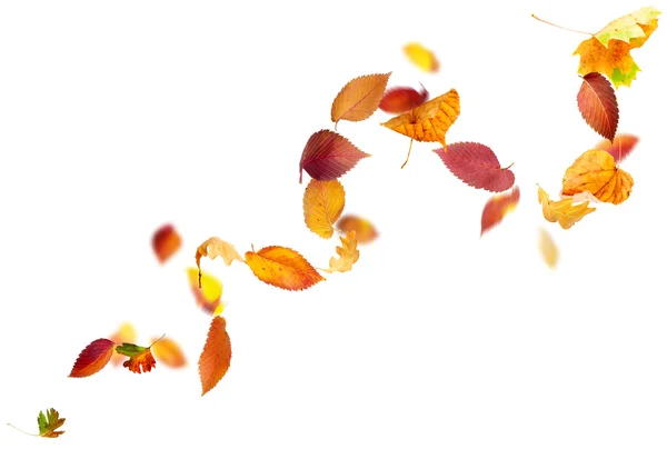 Falling and Spinning Autumn Leaves — Stock Photo, Image