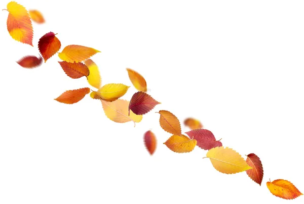 Geïsoleerde vallende bladeren — Stockfoto