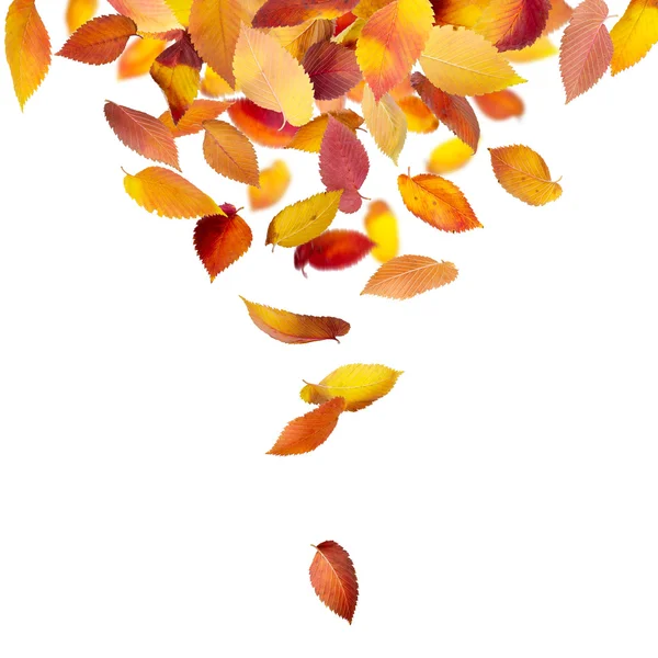 Листья падают сверху — стоковое фото