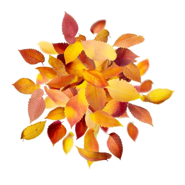 Σωρό από τα Φθινοπωρινά φύλλα — Φωτογραφία Αρχείου