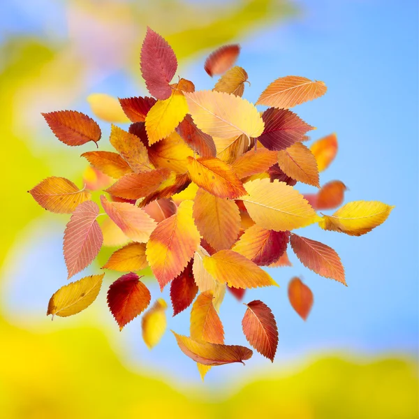 Падають Осіннє листя — стокове фото