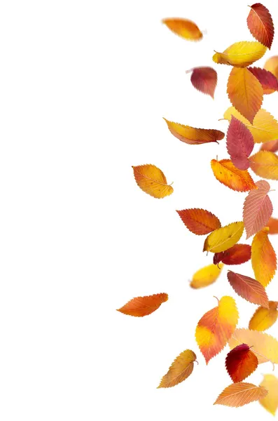 Izole düşen yaprakları — Stok fotoğraf