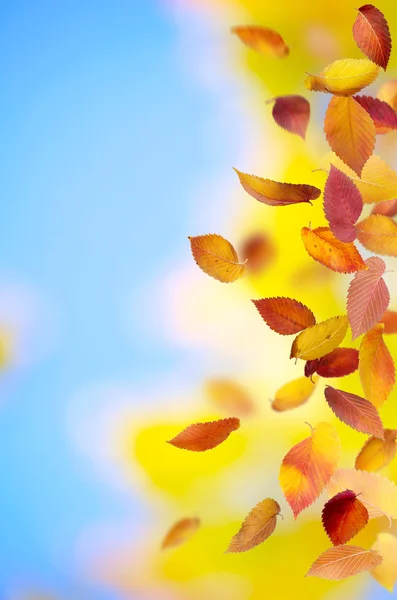 Sonbahar yaprakları dökülüyor. — Stok fotoğraf