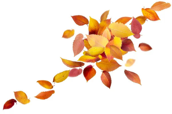 Geïsoleerde Herfstbladeren — Stockfoto