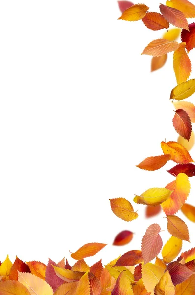 Padající listí rám — Stock fotografie