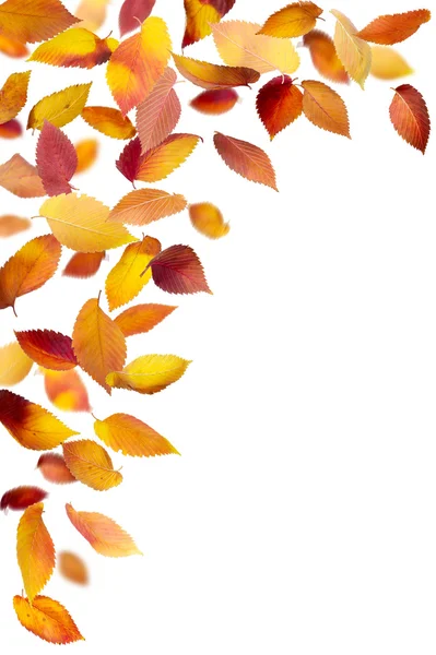 秋天的叶子 — 图库照片