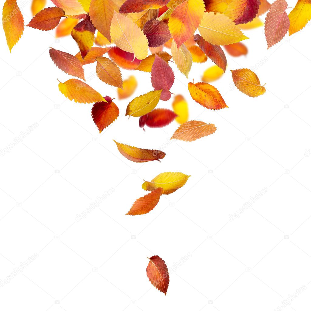 Leaves falling from above