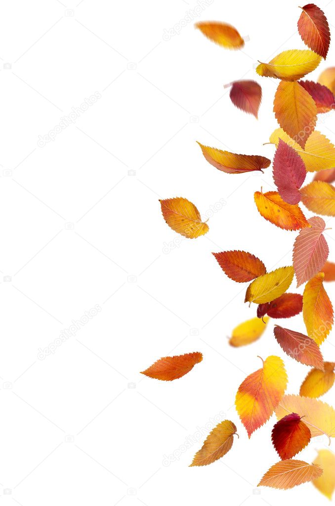Isolated Falling Leaves