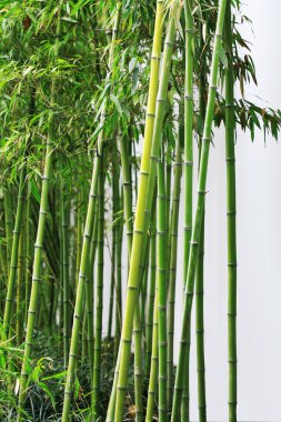 Green bamboo forest clipart