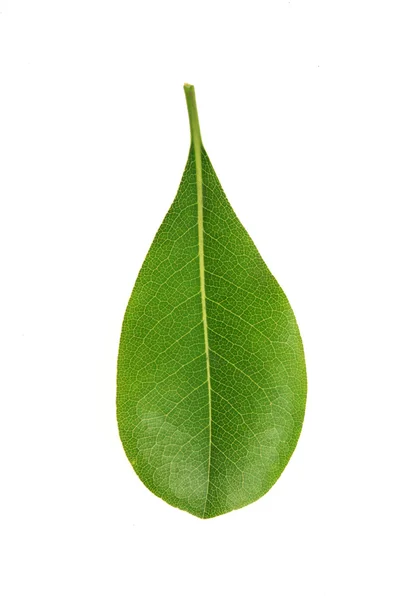 Drzewo liść — Zdjęcie stockowe